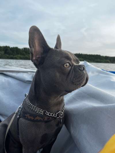 Französische Bulldoggen-Beitrag-Bild