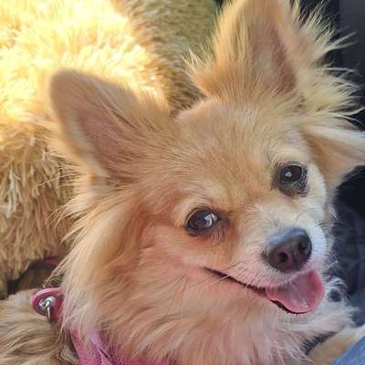 Hundetreffen-Remscheid-Bild
