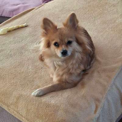 Hundetreffen-Remscheid-Bild