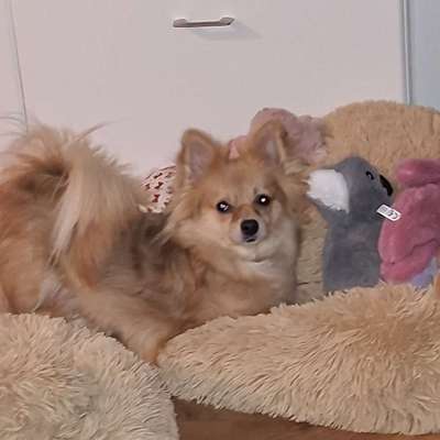 Hundetreffen-Remscheid-Bild