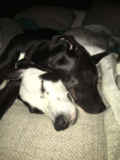 Die Dogorama Wochen Challenge "Friends will be Friends"-Beitrag-Bild