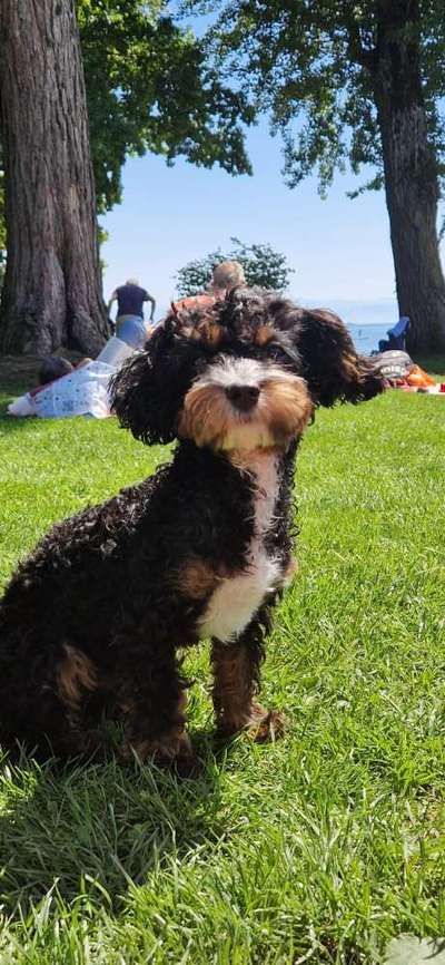 Hundetreffen-Welpen treffen in Weißenhorn-Bild