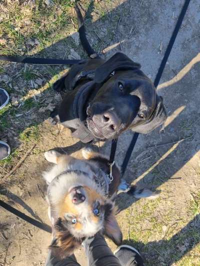 Bester Freund, Hundekumpel - zeigt her!-Beitrag-Bild