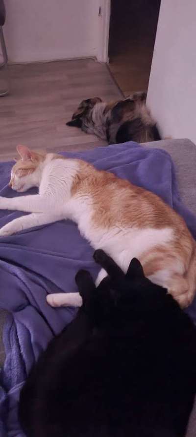 Hund und Katz Momente-Beitrag-Bild