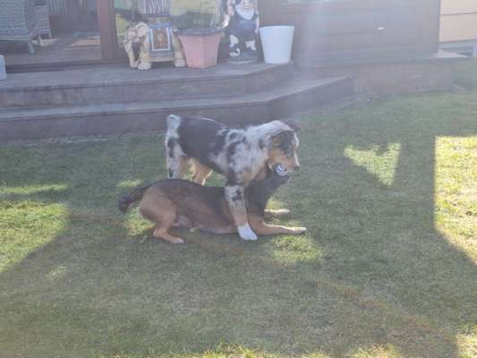 Bester Freund, Hundekumpel - zeigt her!-Beitrag-Bild