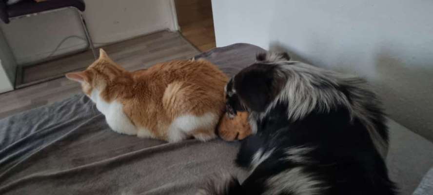 Hund und Katz Momente-Beitrag-Bild