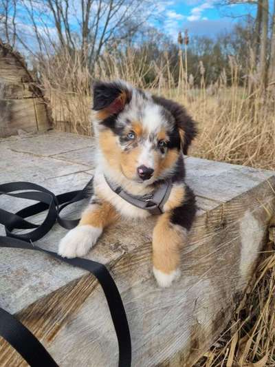 Dogorama Photo Challenge - Der Frühling kommt-Beitrag-Bild