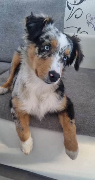 Zeigt her eure Junghunde :)-Beitrag-Bild