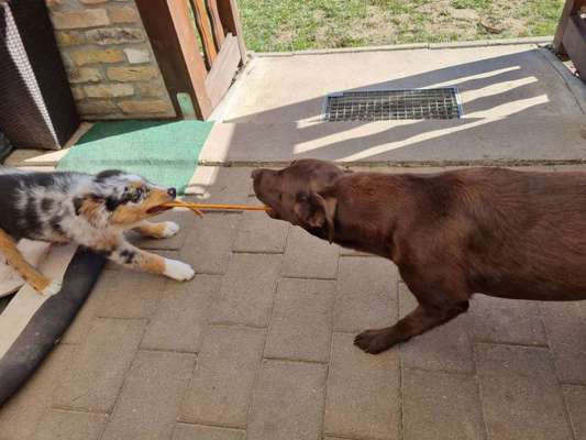 FOTO CHALLENGE 77 - Dein Hund im Spiel-Beitrag-Bild