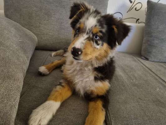 Welpen Bilder !-Beitrag-Bild