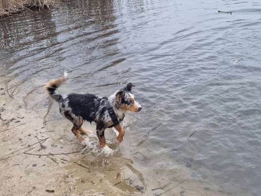 Hundeschwimmen-Beitrag-Bild