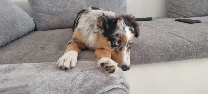 Zeigt her eure Junghunde :)-Beitrag-Bild