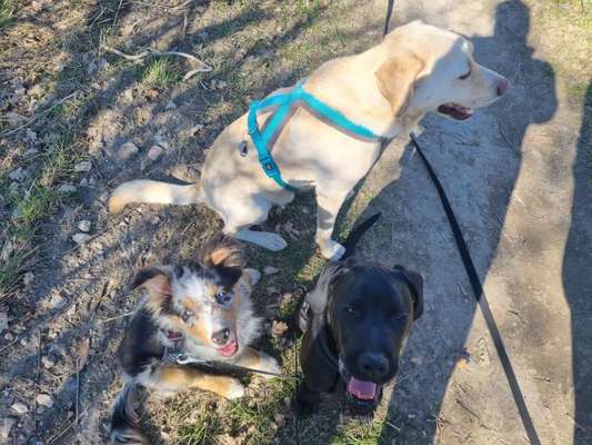 Bester Freund, Hundekumpel - zeigt her!-Beitrag-Bild