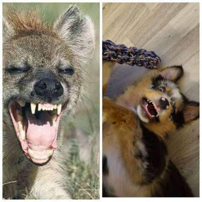 Postet das beste Foto von euren 4 beinern-Beitrag-Bild