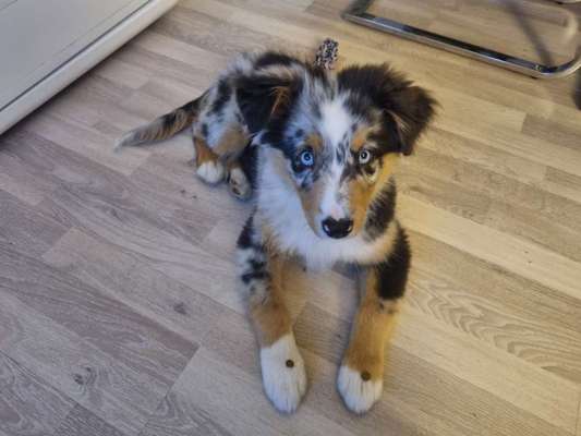 Fotochallenge Guten Appetit! Dein Hund beim futtern-Beitrag-Bild