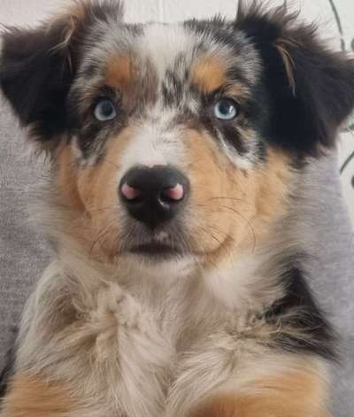 Zeigt her eure Hundenasen-Beitrag-Bild