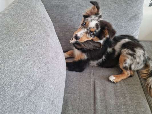 Hunderunde-Beitrag-Bild