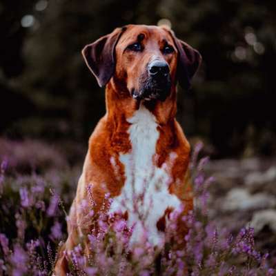 Tierfotografen-Knote Fotografie-Bild