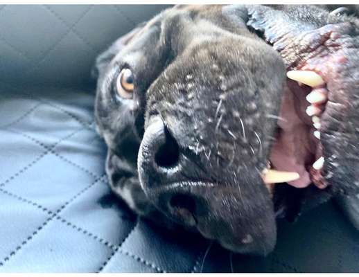 Lustigsten Grimassen von euren Hunden-Beitrag-Bild