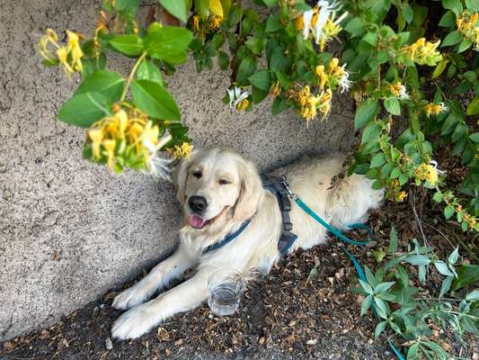 Wo sind die Golden Retriever Liebhaber?-Beitrag-Bild