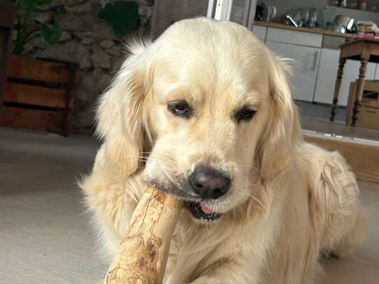 Wo sind die Golden Retriever Liebhaber?-Beitrag-Bild