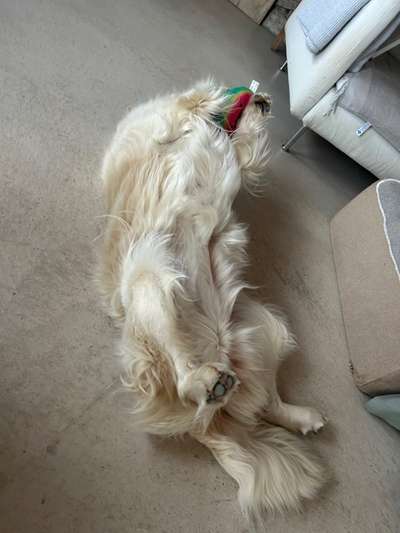 Wo sind die Golden Retriever Liebhaber?-Beitrag-Bild