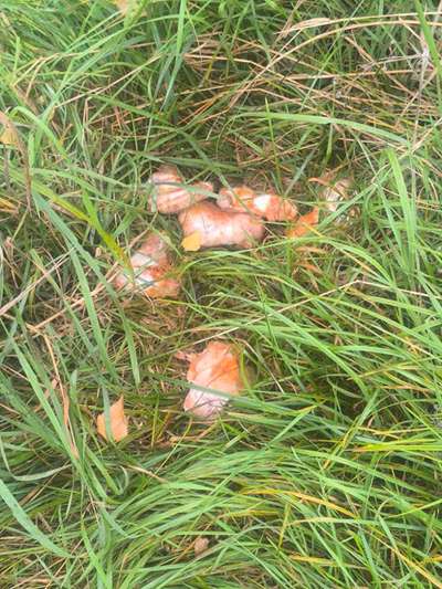 Giftköder-Giftköder-Bild