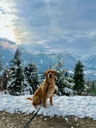 Labradorfans-Beitrag-Bild