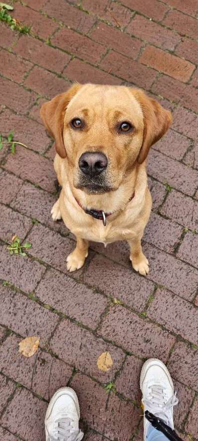 Labradorfans-Beitrag-Bild