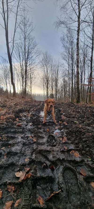 Hundetreffen-Wandern-Bild