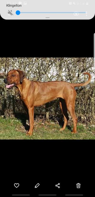 Rhodesian Ridgeback-Beitrag-Bild