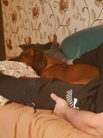 Rassen Rhodesian Ridgeback-Beitrag-Bild