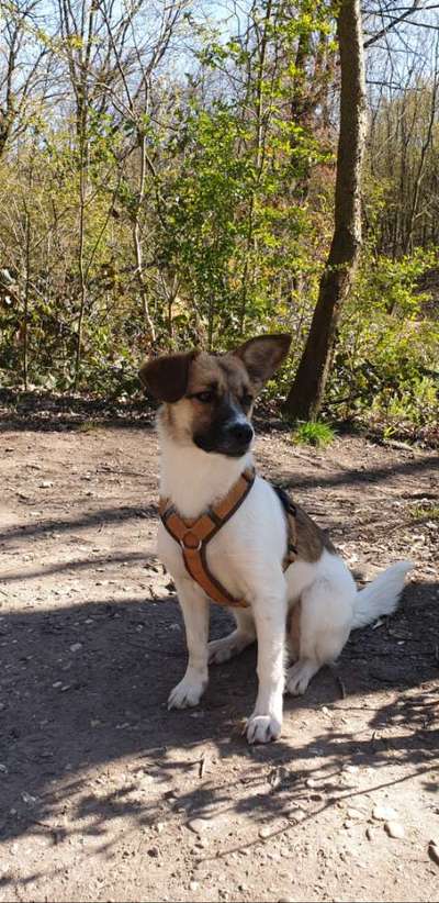 Tipps bei Panikhund-Beitrag-Bild