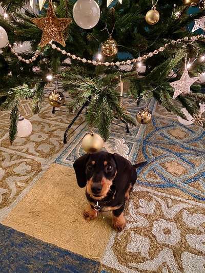 Weihnachtsfoto Aktion!-Beitrag-Bild