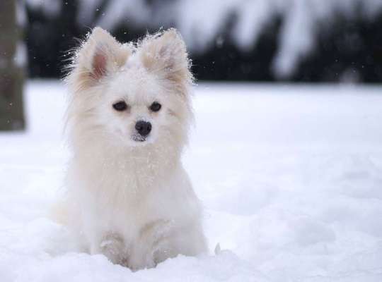 Dein Hund im Dogorama-Kalender 2021-Beitrag-Bild