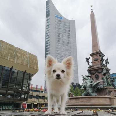Dein Hund im Dogorama-Kalender 2021-Beitrag-Bild