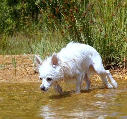 Dein Hund im Dogorama-Kalender 2021-Beitrag-Bild