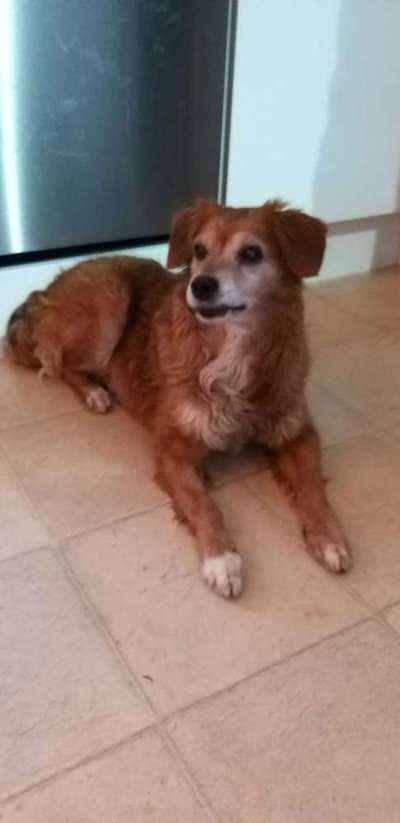 Mischlinge - die beste Rasse die es gibt-Beitrag-Bild