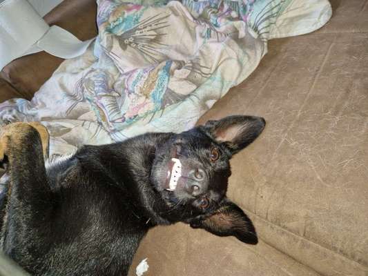 Fotosammlung: ,,Der natürliche Hund" Unbearbeitet, ungestellt und in Natura-Beitrag-Bild