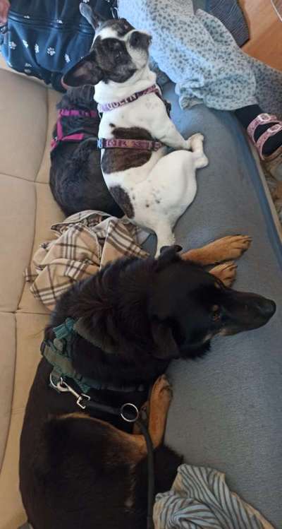 Tierschutz - Auslandstierschutz oder örtliches Tierheim?-Beitrag-Bild