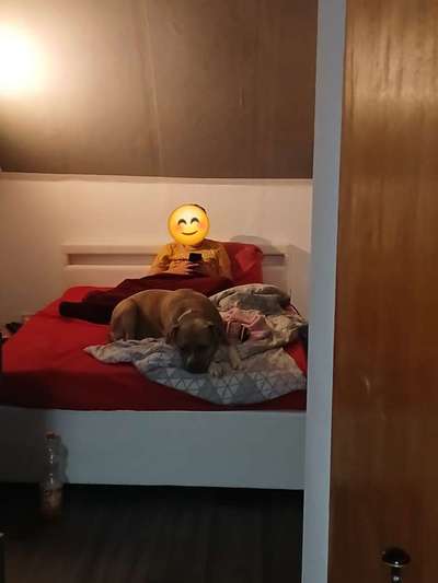 American Bully – Neue Einstufung als gefährlicher Hund in Braunschweig-Beitrag-Bild