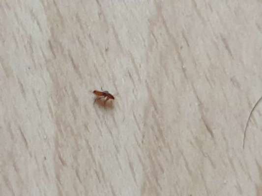 Was ist das??? Flöhe?-Beitrag-Bild