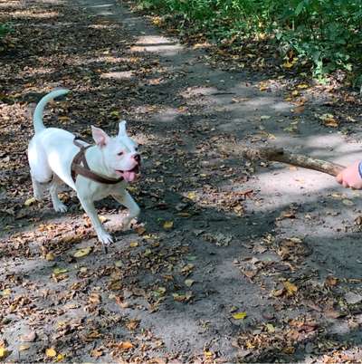 Hundetreffen-Gassi/Spielrunde am Aasee-Bild