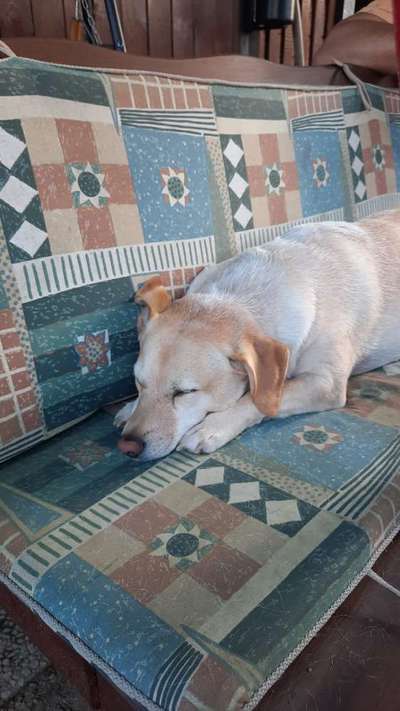 Hundetreffen-Finnentrop-Bild