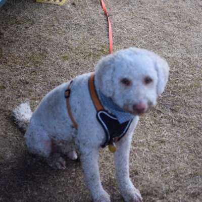 Suchmeldung-Benny-Bild