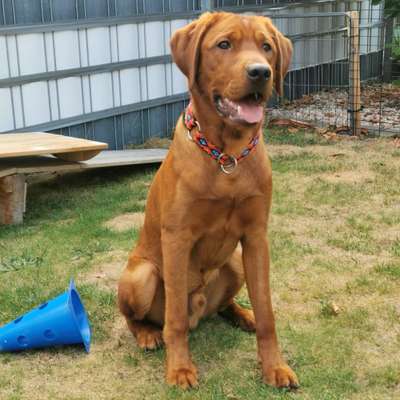 Hundetreffen-Spielkamerad/in gesucht-Bild