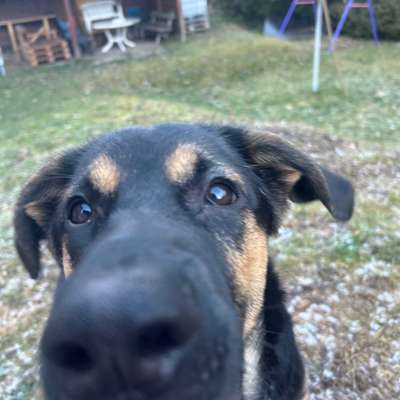 Hundetreffen-Social Walk/ Gassirunden-Bild