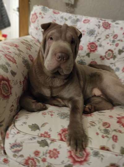 Shar Pei Mischlinge-Beitrag-Bild