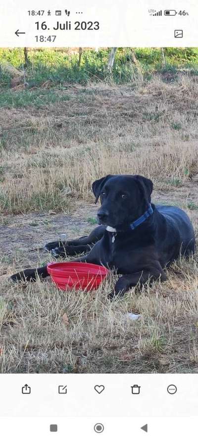 Mischlinge raten - Rätselspaß-Beitrag-Bild