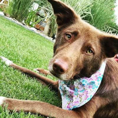 Dogorama Photo Challenge - Hundeblick zum hinschmelzen-Beitrag-Bild